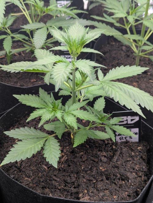 42fastbuds Purple Lemonade RF3 Auto. Week 3