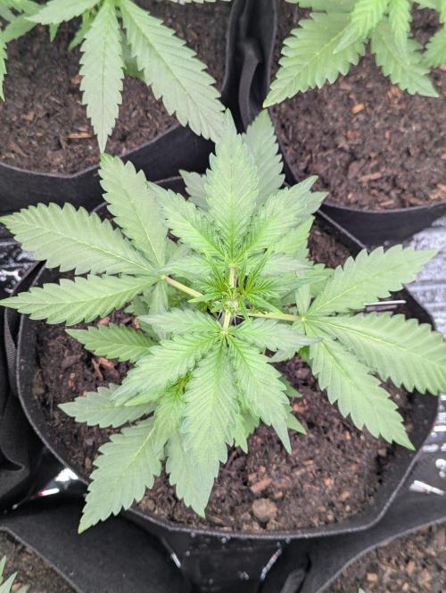 42fastbuds Purple Lemonade RF3 Auto. Week 3