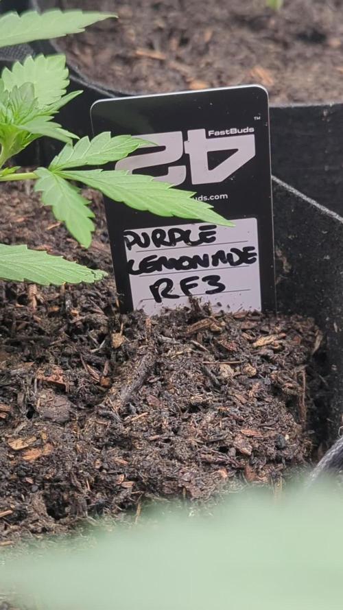 42fastbuds Purple Lemonade RF3 Auto
