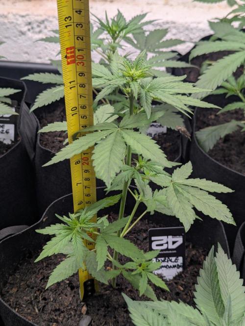 42fastbuds Purple Lemonade Auto. Week 3