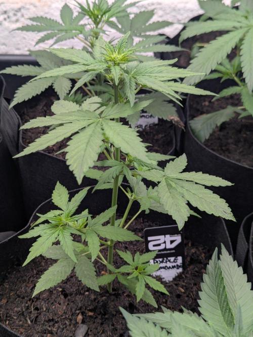 42fastbuds Purple Lemonade Auto. Week 3