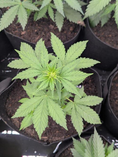 42fastbuds Purple Lemonade Auto. Week 3