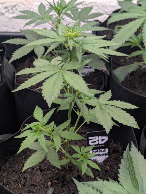 42fastbuds Purple Lemonade Auto. Week 3