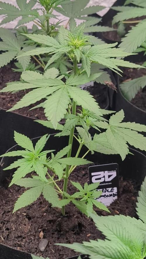 42fastbuds Purple Lemonade Auto