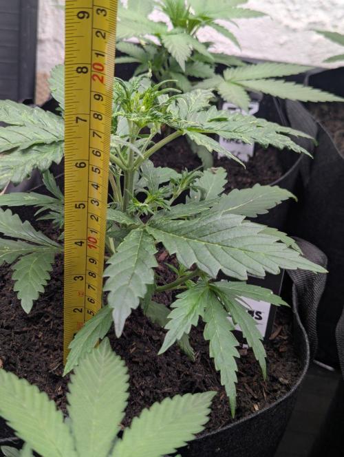 42fastbuds Gorilla Z Auto. Week 3
