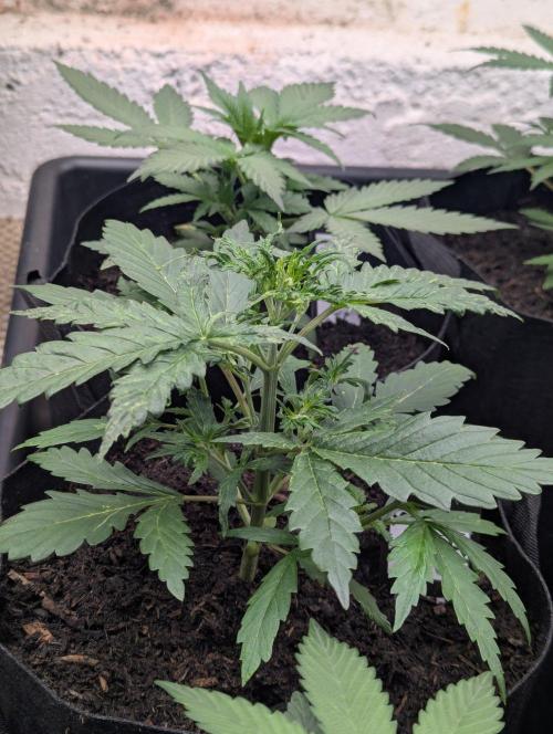 42fastbuds Gorilla Z Auto. Week 3