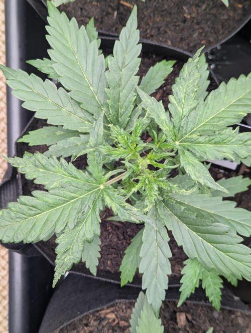 Gorilla Z Auto. Week 3