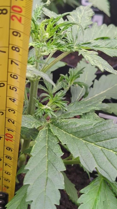 42fastbuds Gorilla Z Auto