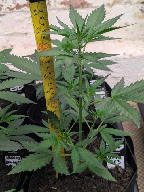 42fastbuds Guava RF3 Auto. Week 3