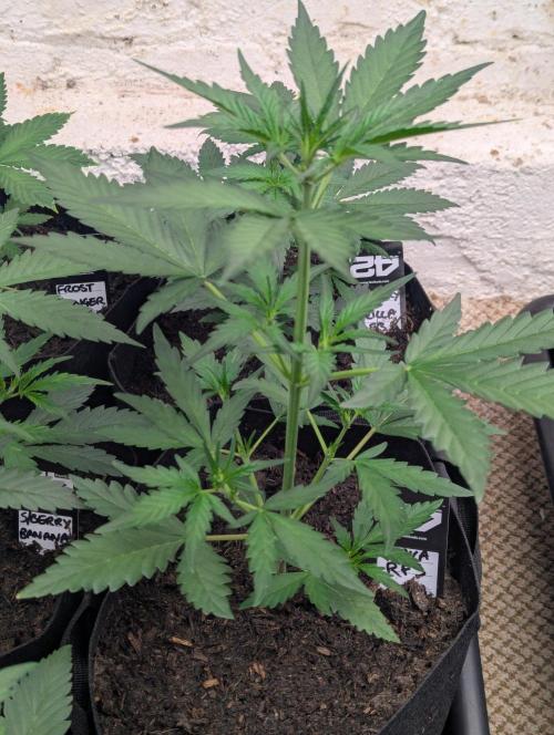 42fastbuds Guava RF3 Auto. Week 3