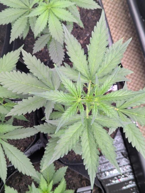 42fastbuds Guava RF3 Auto. Week 3