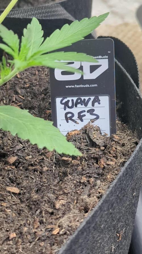 42fastbuds Guava RF3 Auto