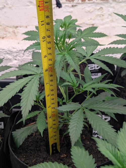 42fastbuds Strawberry Banana Auto. Week 3