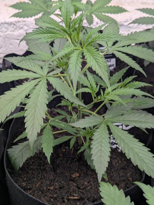 42fastbuds Strawberry Banana Auto. Week 3