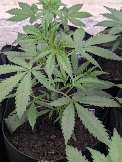 42fastbuds Strawberry Banana Auto. Week 3