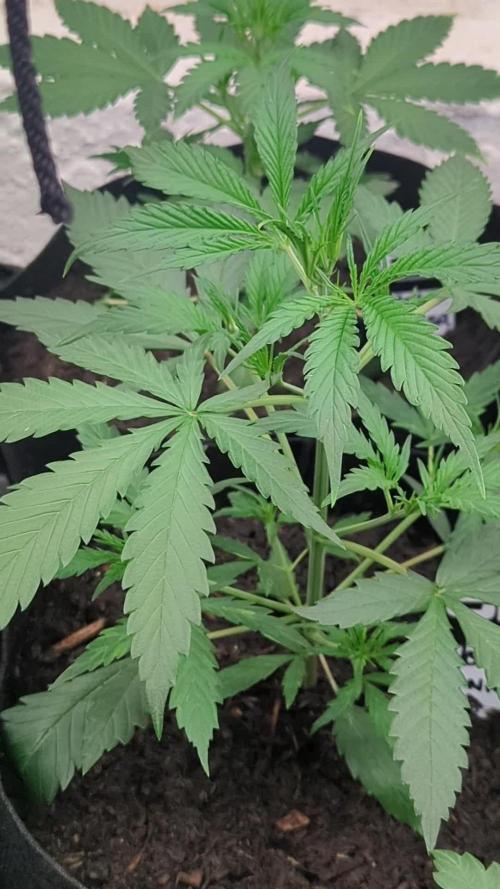42fastbuds Strawberry Banana Auto