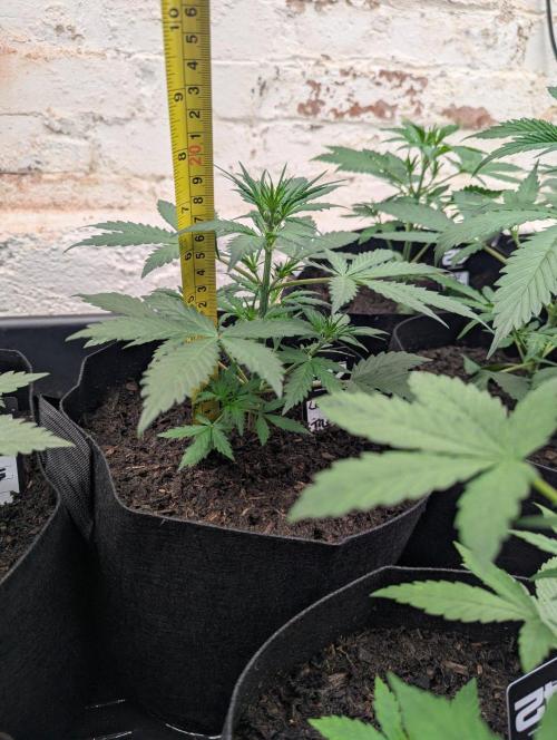 42fastbuds Lemon Tree Auto. Week 3