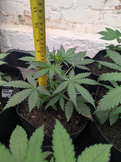 42fastbuds Lemon Tree Auto. Week 3