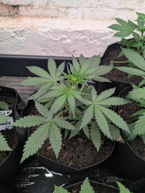 42fastbuds Lemon Tree Auto. Week 3