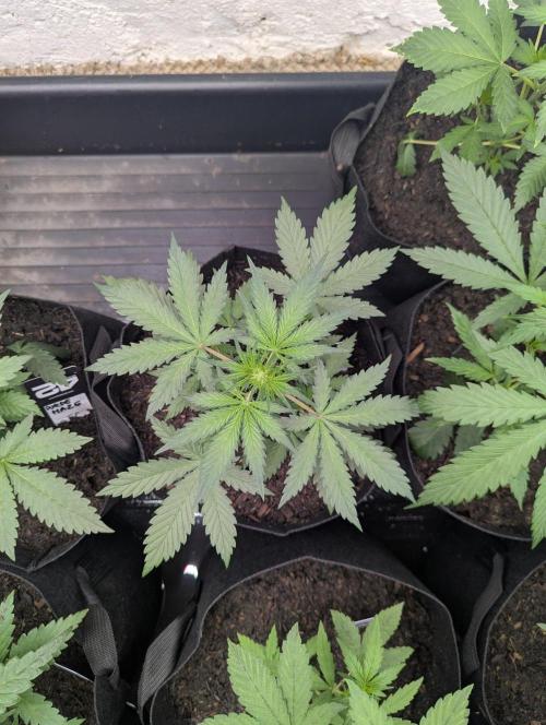 42fastbuds Lemon Tree Auto. Week 3