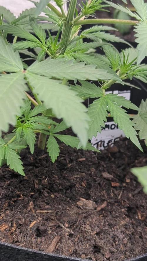 42fastbuds Lemon Tree Auto