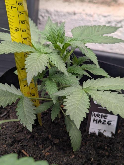 42fastbuds Purple Haze Auto. Week 3
