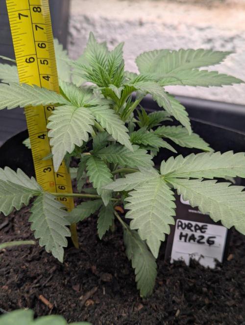 42fastbuds Purple Haze Auto. Week 3