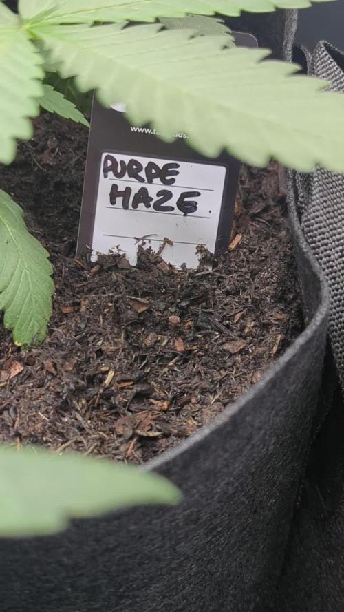 42fastbuds Purple Haze Auto