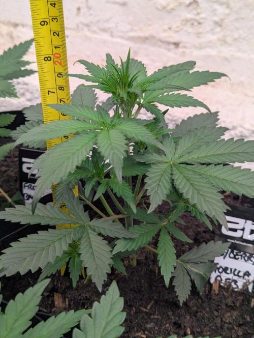 42fastbuds Strawberry Gorilla RF3 Auto. Week 3
