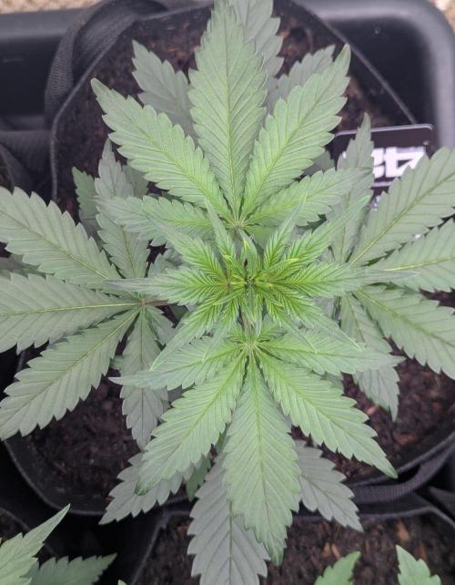 42fastbuds Strawberry Gorilla RF3 Auto. Week 3