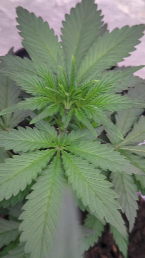 42fastbuds Strawberry Gorilla RF3 Auto
