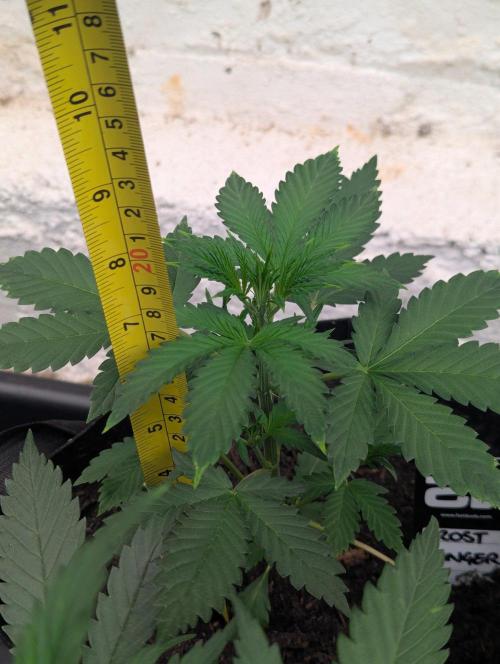 42fastbuds Frostbanger Auto. Week 3