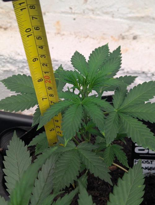 42fastbuds Frostbanger Auto. Week 3