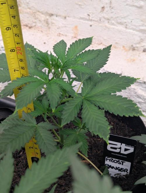 42fastbuds Frostbanger Auto. Week 3