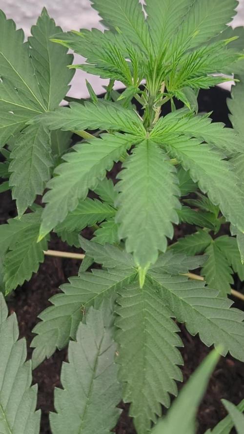 42fastbuds Frostbanger Auto