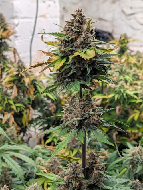 42fastbuds Lemon Cherry Cookies. Week 8