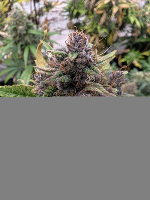 42fastbuds Lemon Cherry Cookies. Week 8