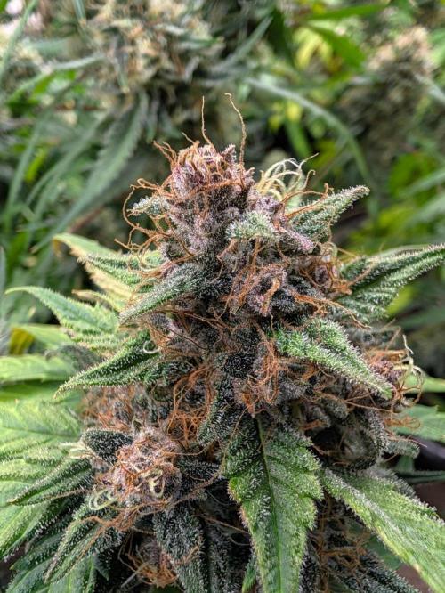 Lemon Cherry Cookies Auto. Week 8