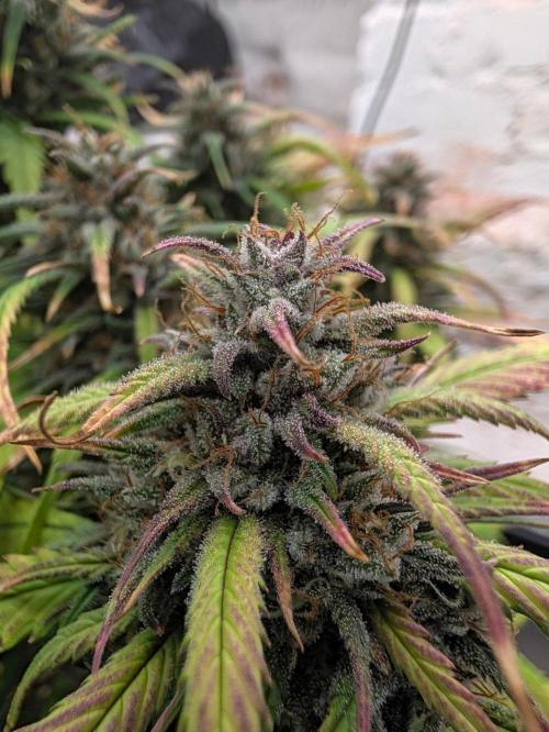 42fastbuds Strawberry Gorilla RF3 Auto. Week 8