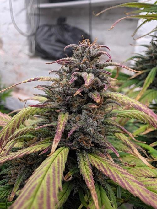 42fastbuds Strawberry Gorilla RF3 Auto. Week 8