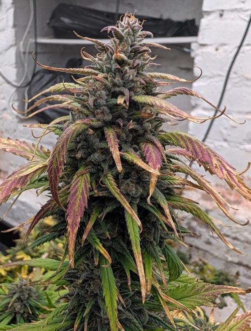42fastbuds Strawberry Gorilla RF3 Auto. Week 8