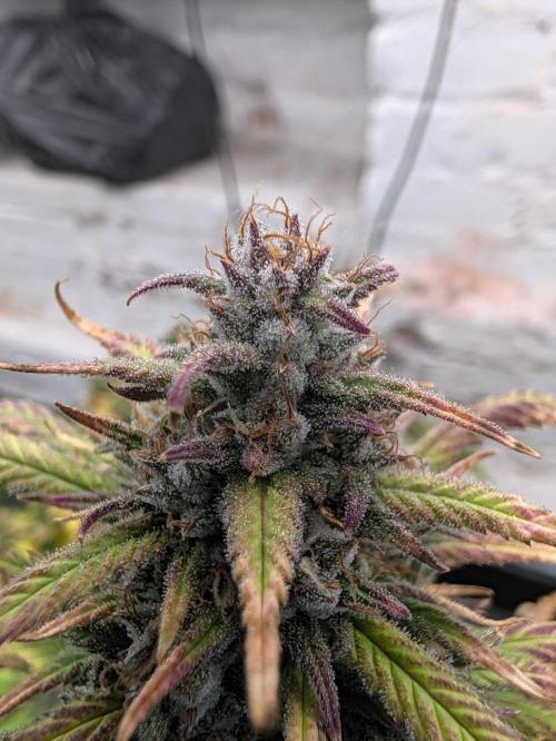 42fastbuds Strawberry Gorilla RF3 Auto. Week 8