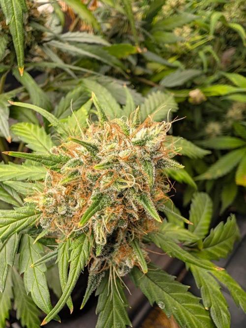 42fastbuds Lemon Tree Auto. Week 8