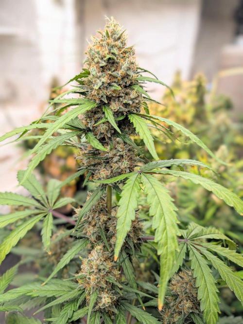 Lemon Tree Auto. Week 8