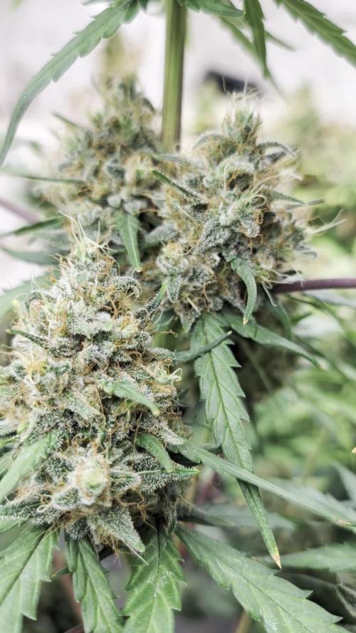 42fastbuds Lemon Tree Auto