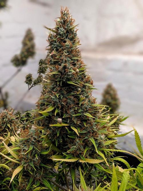 42fastbuds Gelato Auto. Week 8