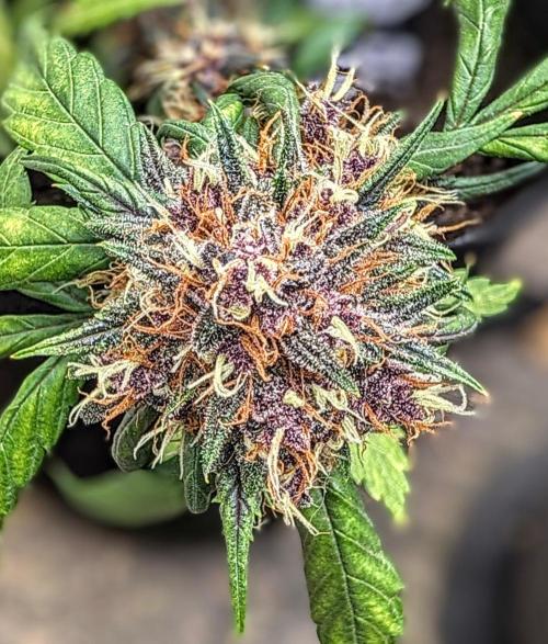 42fastbuds Purple Lemonade Auto. Week 8