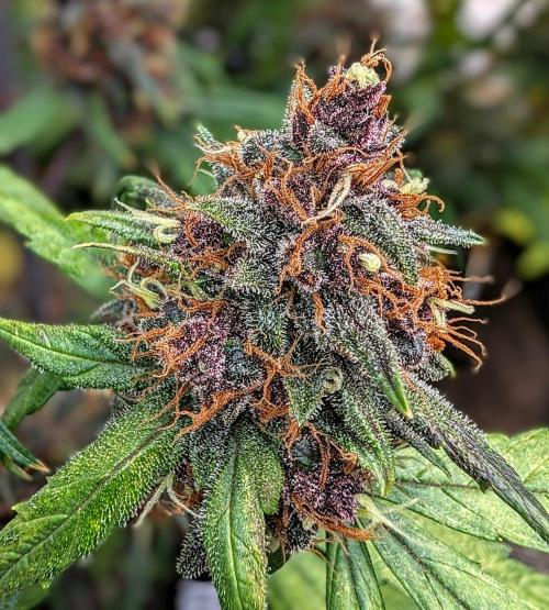 Purple Lemonade Auto. Week 8
