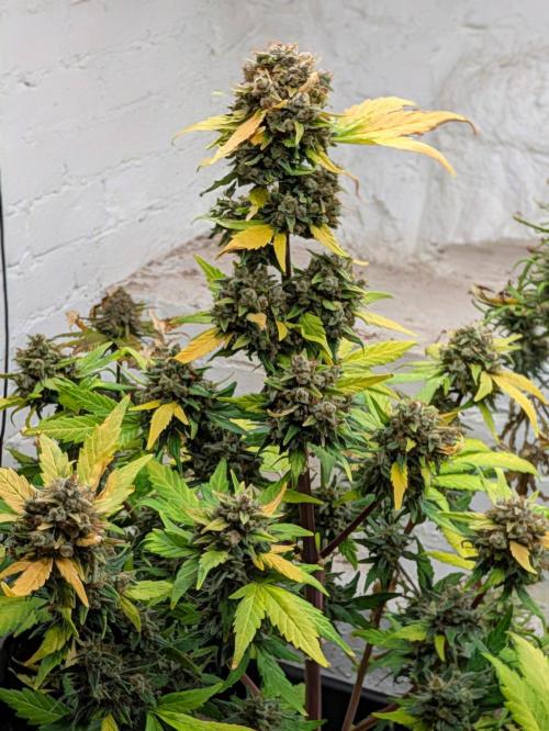 Barney's Farm Cookies Kush Auto. Week 8