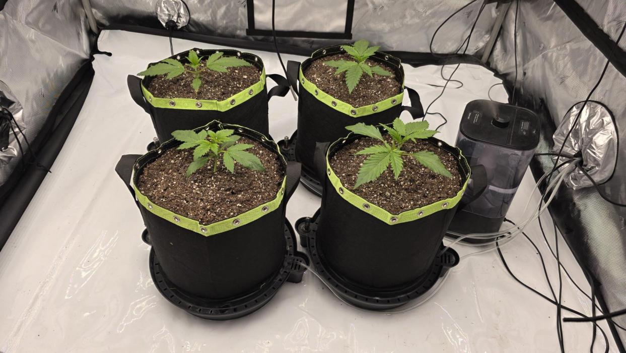 Autoflower 5x5. Week 1 - Banana purple punch on the left bubble gum on the right 
